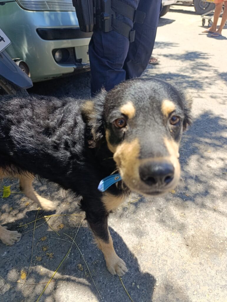 IMG-20251004-WA0093-771x1024 GUARDA MUNICIPAL INFORMA QUE FOI ENCONTRADO UM CACHORRINHO PERDIDO NO CCAB