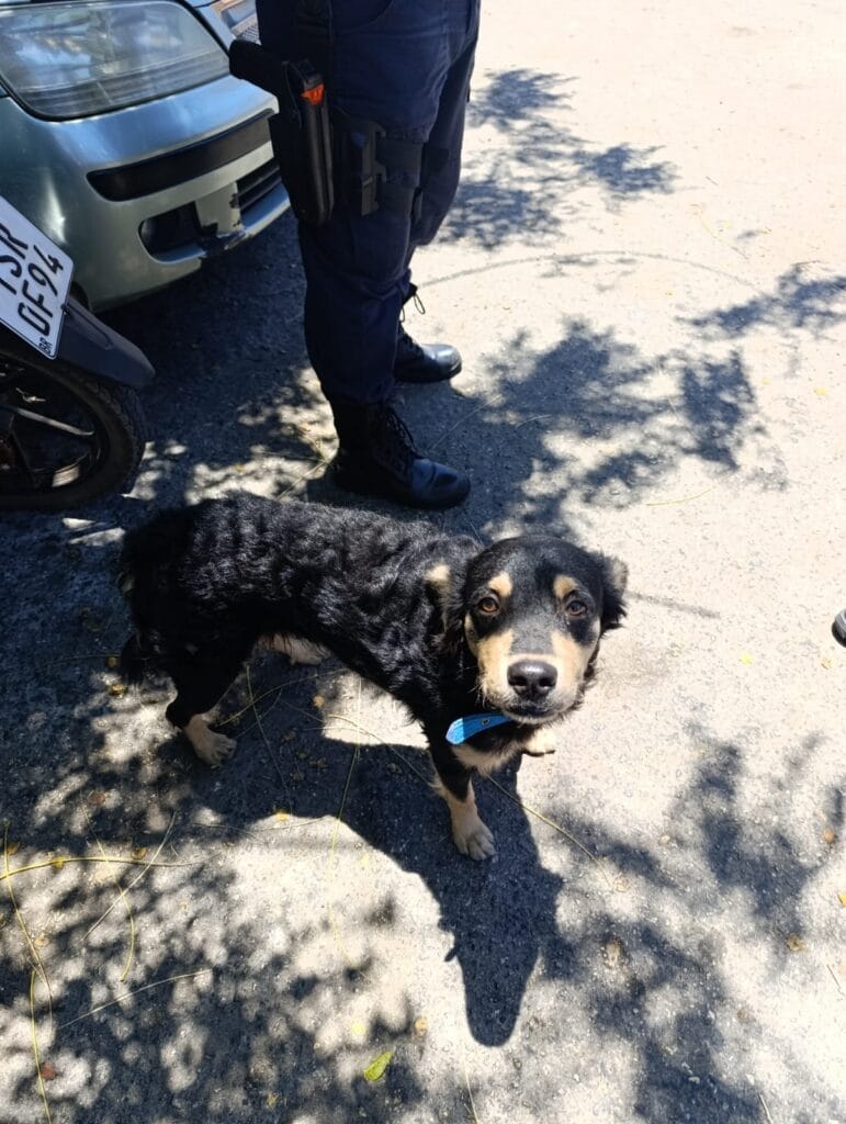 IMG-20251004-WA0094-771x1024 GUARDA MUNICIPAL INFORMA QUE FOI ENCONTRADO UM CACHORRINHO PERDIDO NO CCAB