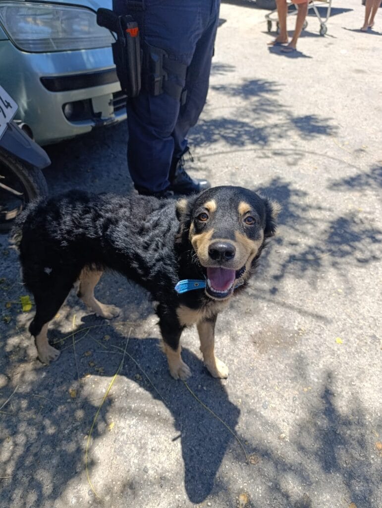IMG-20251004-WA0095-771x1024 GUARDA MUNICIPAL INFORMA QUE FOI ENCONTRADO UM CACHORRINHO PERDIDO NO CCAB