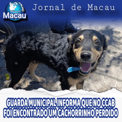 GUARDA MUNICIPAL INFORMA QUE FOI ENCONTRADO UM CACHORRINHO PERDIDO NO CCAB